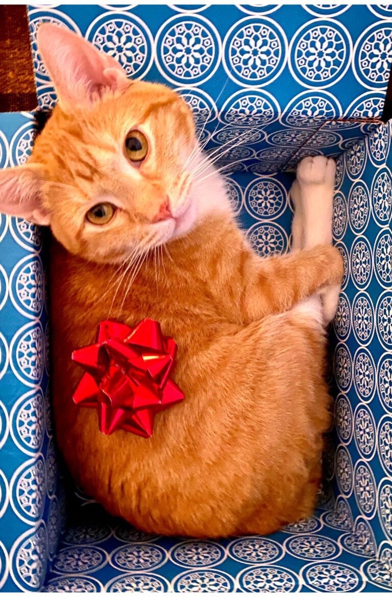 Best Friends Unusual Pet Friends Best Friend Gift Ideas Unique