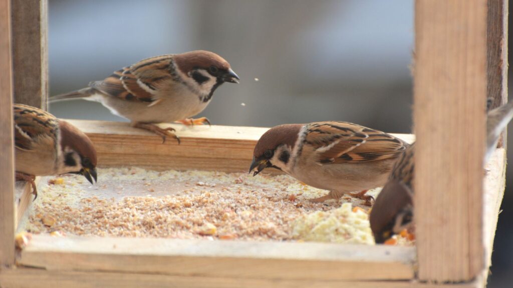 Bird Feeder