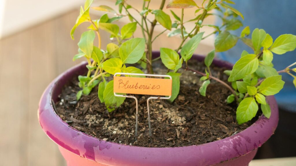 Decorative Plant Markers