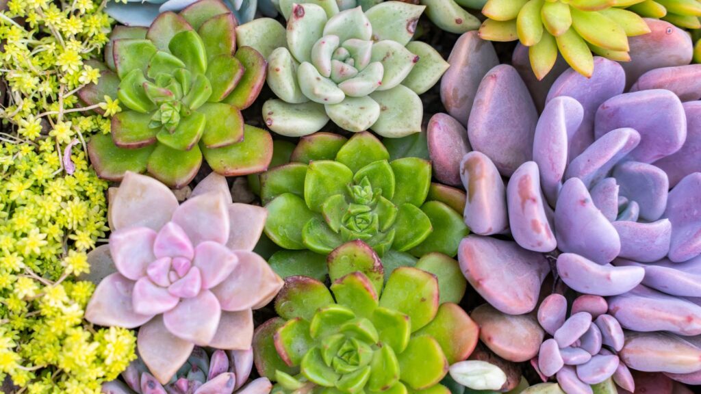 Succulent Plant