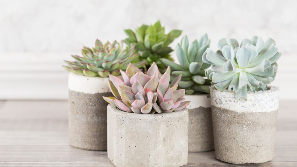 Small Potted Plants