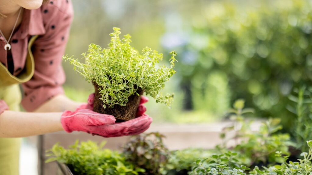 DIY Herb Garden Kit