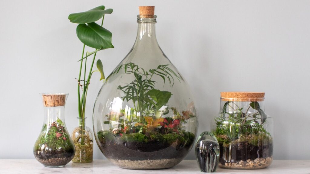 DIY Terrariums