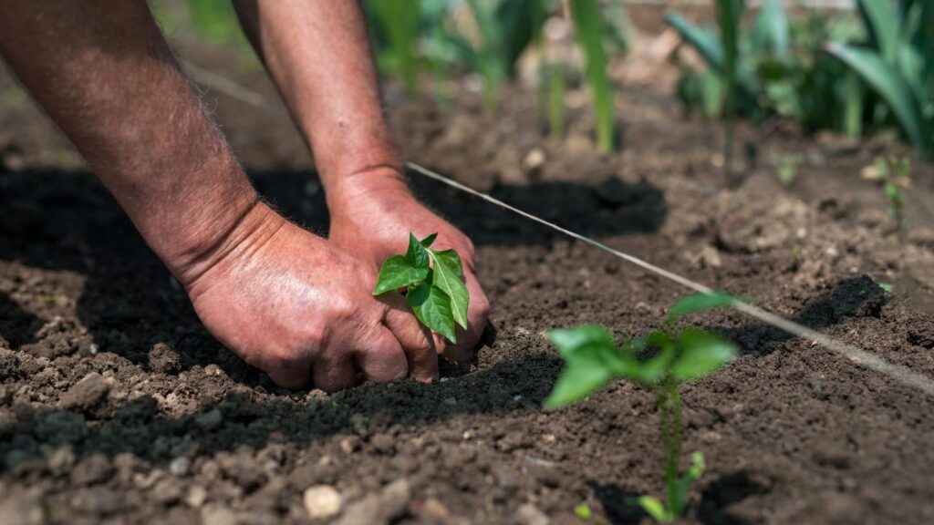 Gardening Workshops