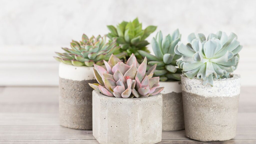 Succulent Planter