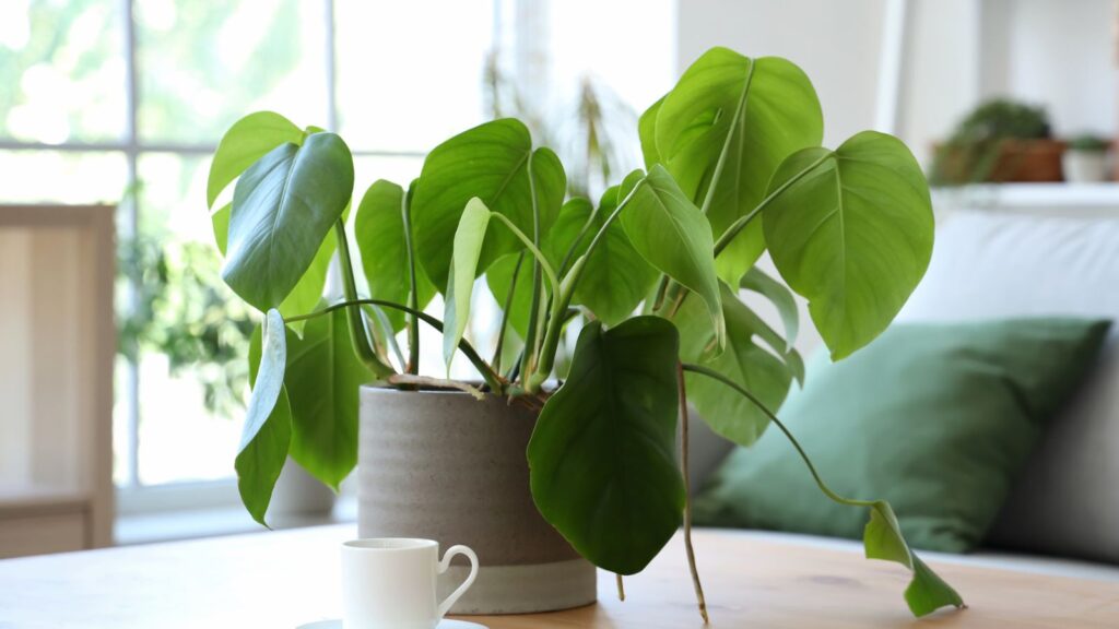 Houseplant in a Decorative Pot