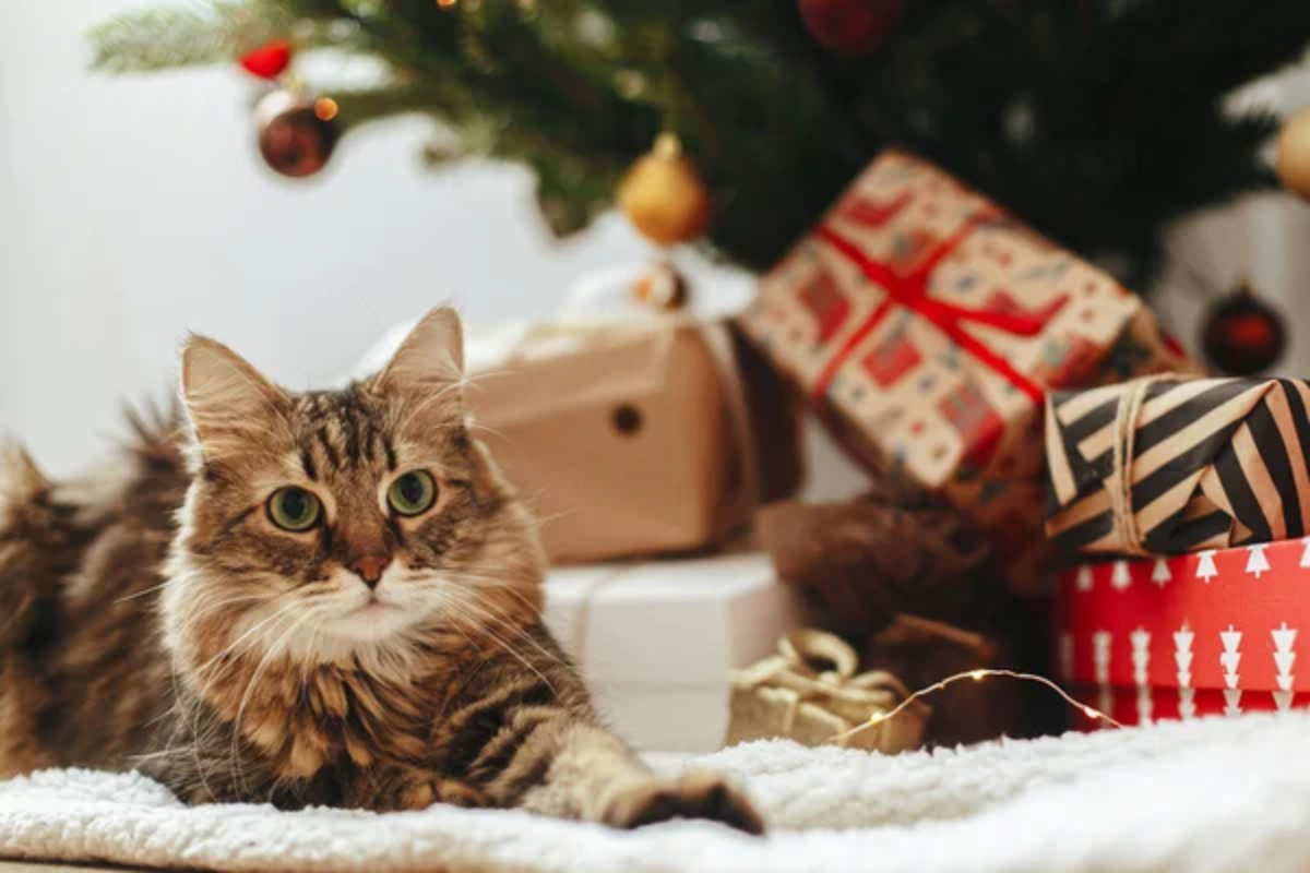 Budget-Friendly Gifts for Pet Owners