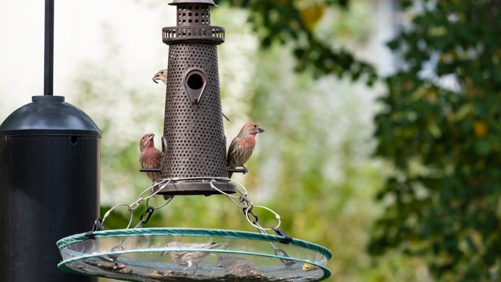 DIY Bird Feeders