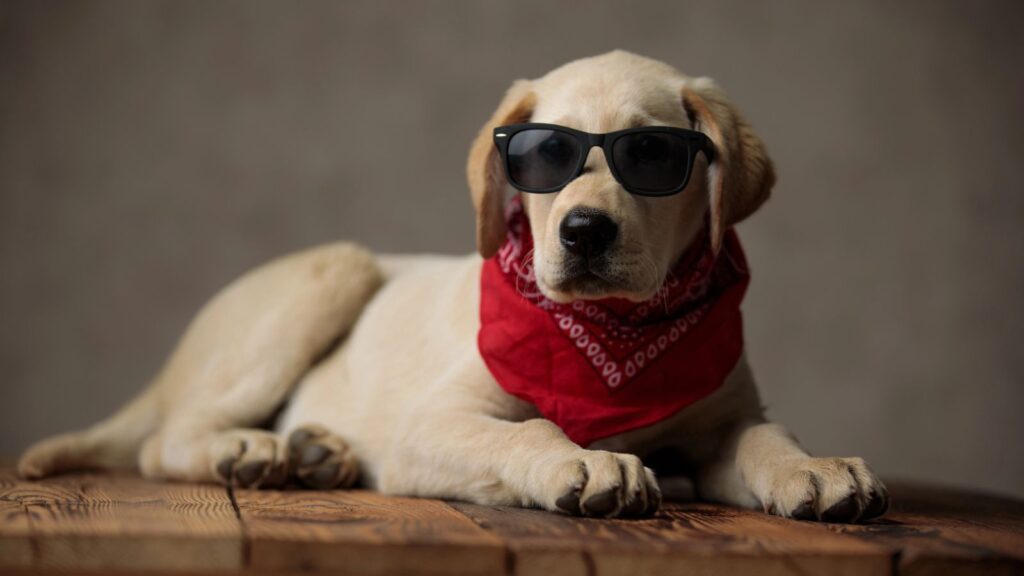 Pet Bandanas