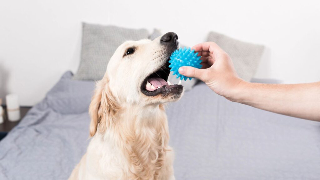 DIY Pet Toy